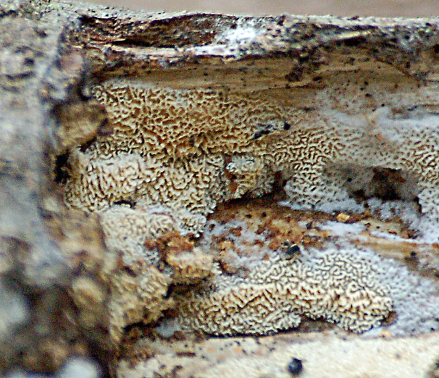 Antrodiella romellii